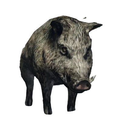 Javali