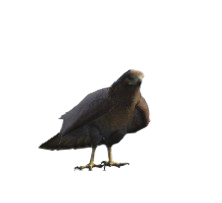 Falcão