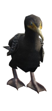 Cormorão