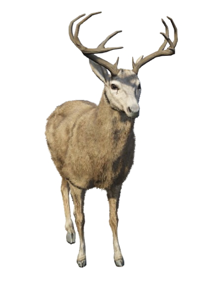 Veado