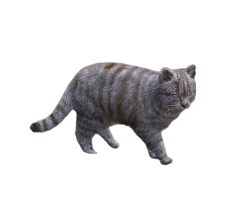 Gato Gris