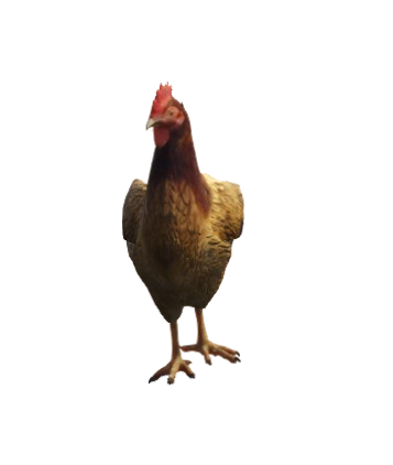 Galinha
