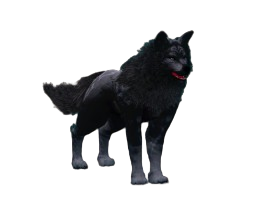 Lobo Sirius