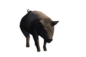 Porco