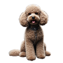 Poodle